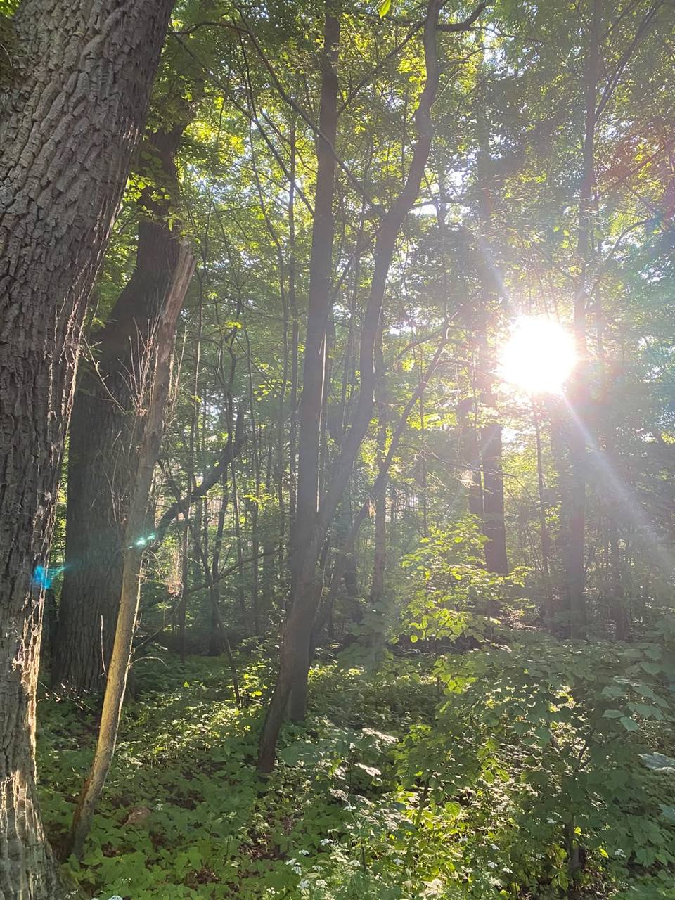 Sonnenlicht fällt durch die Bäume eines Laubwaldes